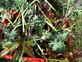 Food security, health and wellness