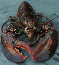 Lobsters have feelings too