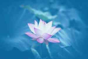 Lotus Heart Zoom Class with Alice (BellyfitFlow™)